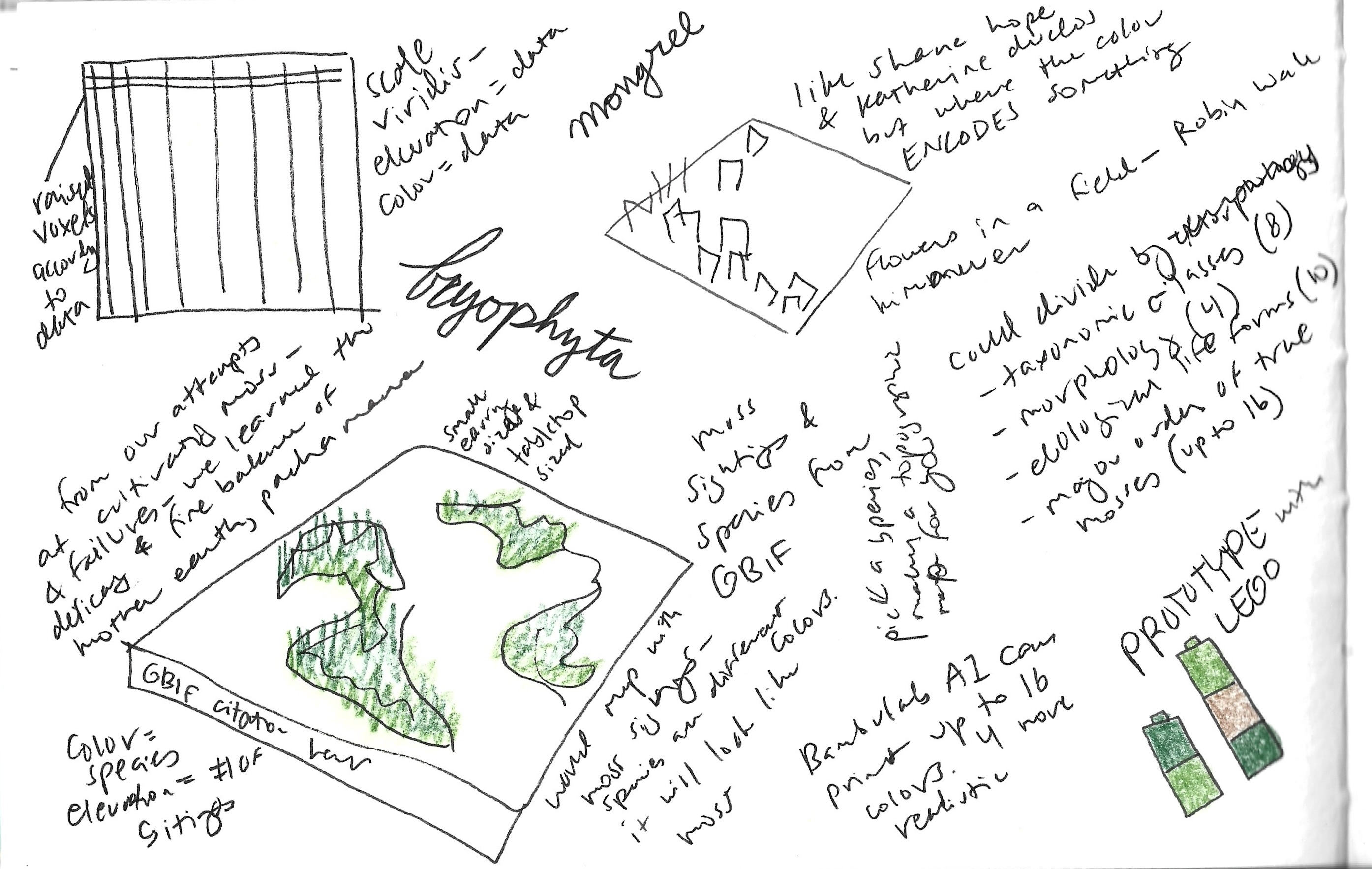 Bryophyta sketchbook studies