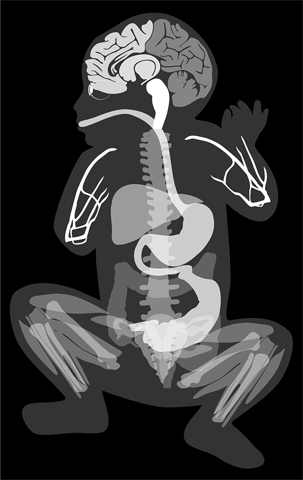 Child Anatomical Illustration