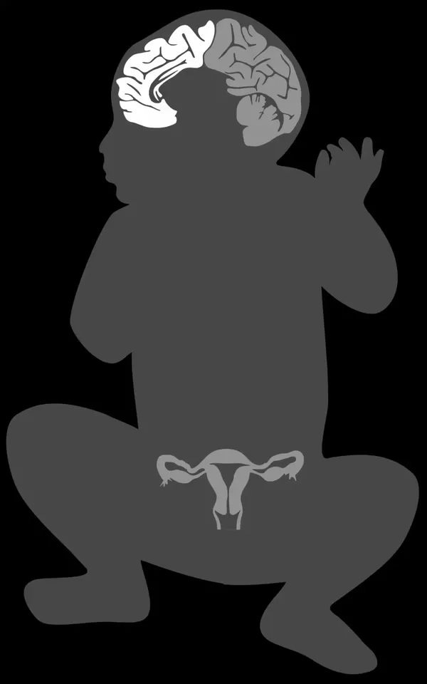 Animated x-ray style illustration of a curled infant on black, its brain, skeleton, muscles, organs, and vessels glowing white and fading in turn.