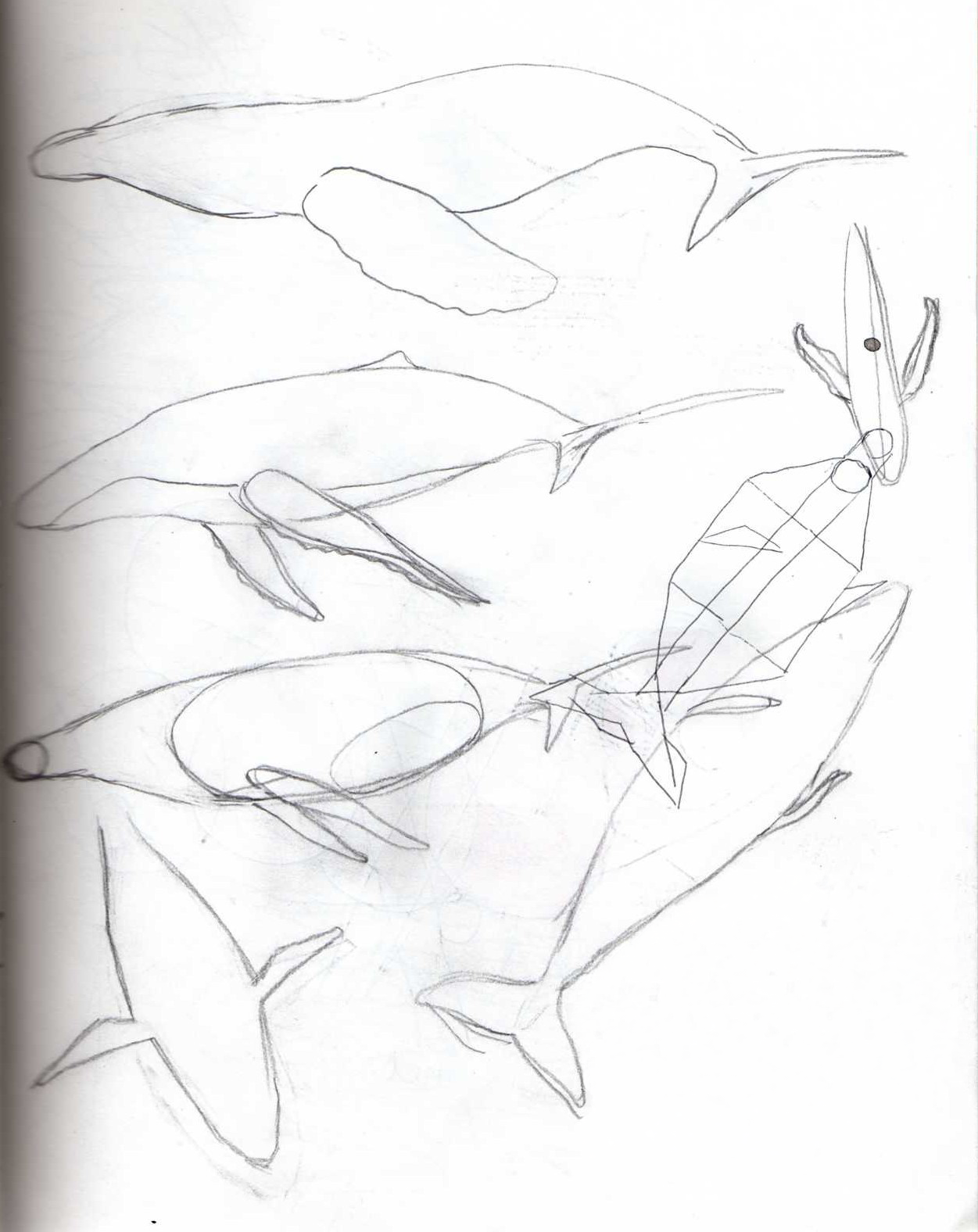 Whale Sketchbook Studies 2